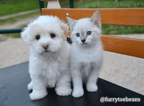 Ten Fun Facts About Dogs and Cats