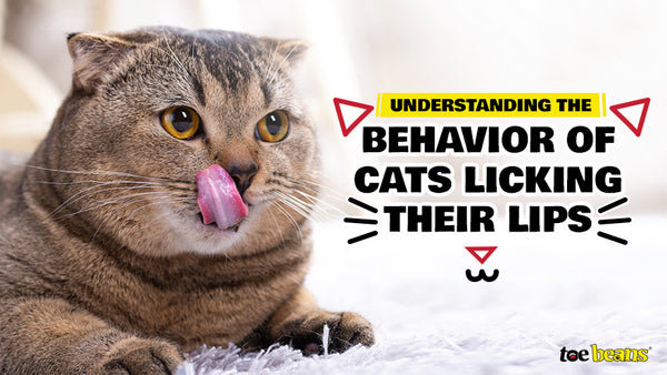 Understanding The Behavior Of Cats Licking Their Lips - Toe Beans