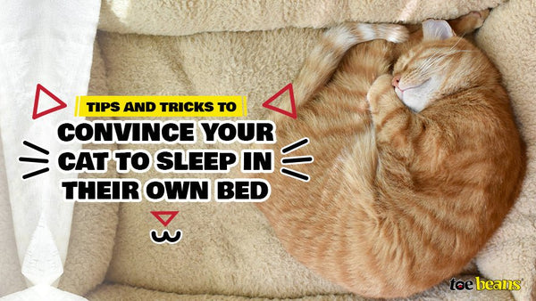 Tips and Tricks to Convince Your Cat to Sleep in Their Own Bed - toe beans