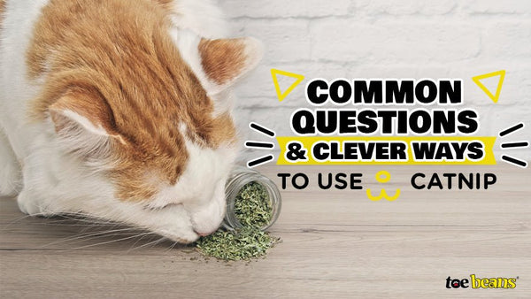 Catnip Common Questions and Clever Ways to use it toe beans