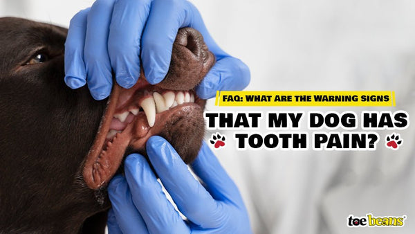 what can i give my dog for toothache pain