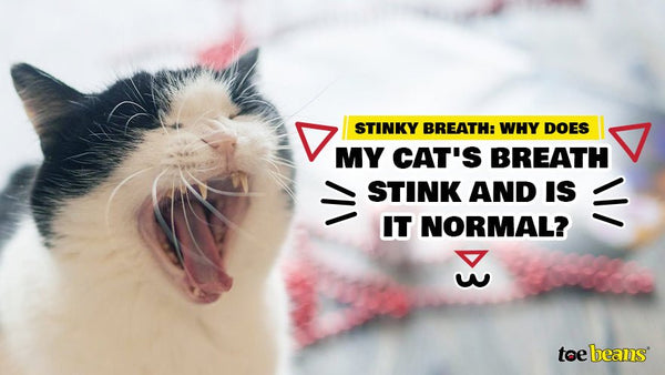 Stinky cat shop breath remedy