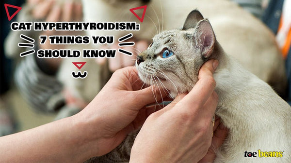 Symptoms of hyperthyroidism in a cheap cat