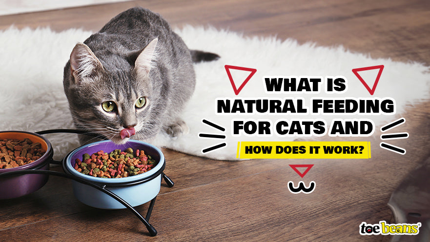 Natural diet for cats best sale