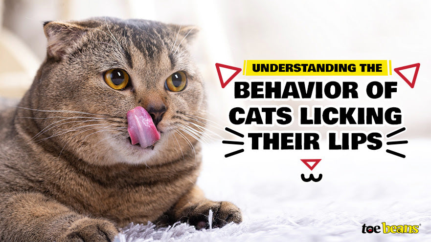 Understanding the Behavior of Cats Licking Their Lips - toe beans