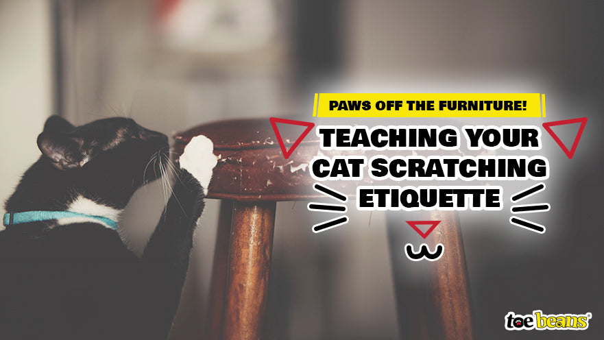 Teaching cat on sale to use scratching