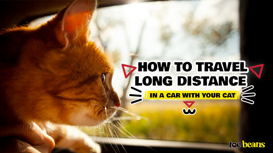 How to Travel Long Distance in a Car with Your Cat