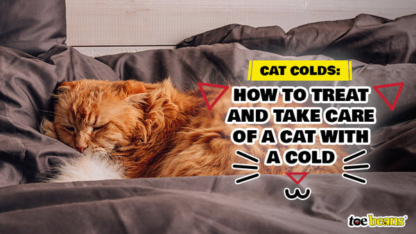 Cat Colds How To Treat And Take Care Of A Cat With A Cold Toe Beans