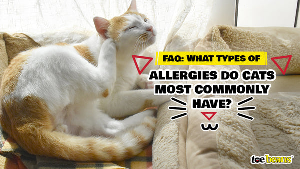 FAQ: What Types of Allergies Do Cats Most Commonly Have? - toe beans