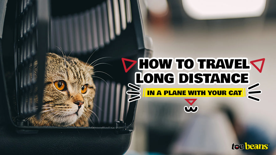 How to Travel Long Distance in a Plane with Your Cat