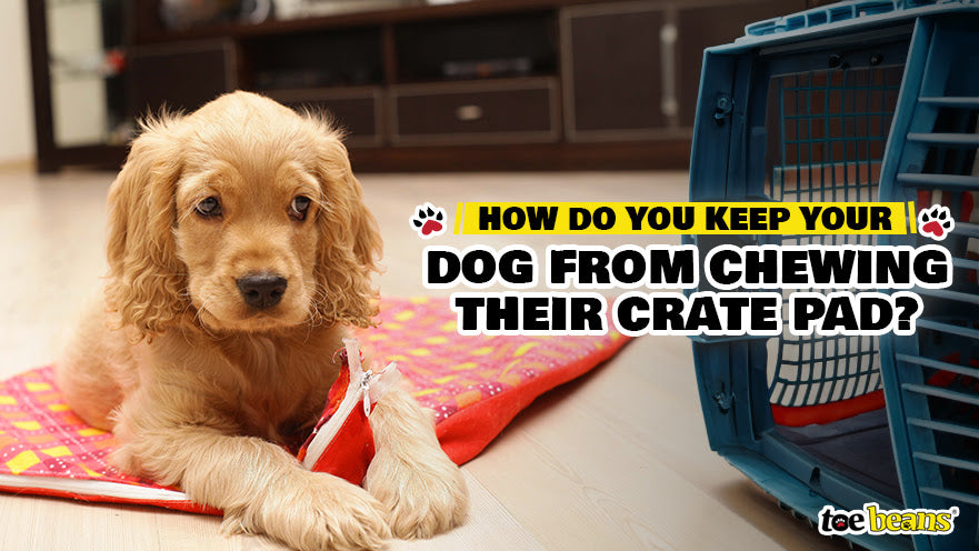 How Do You Keep Your Dog from Chewing Their Crate Pad?