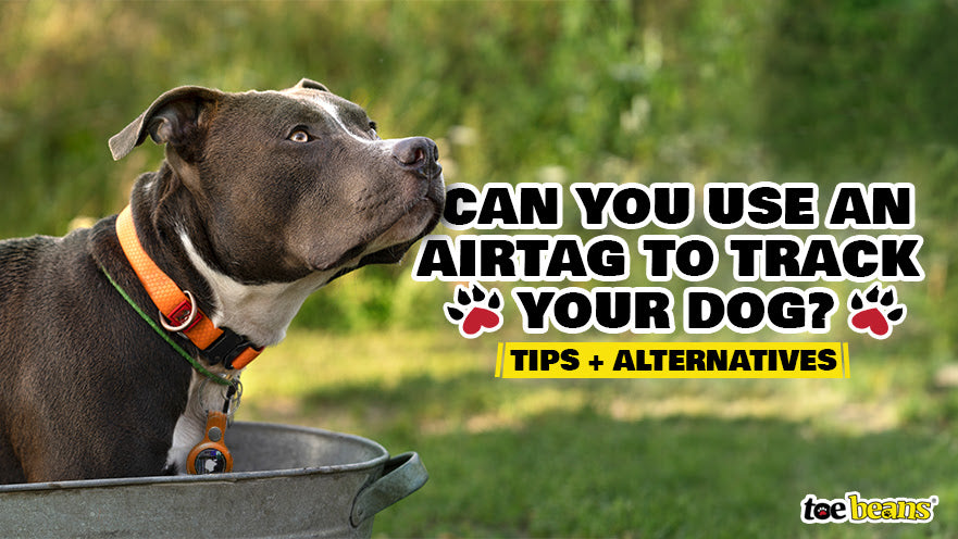 Can You Use an AirTag to Track Your Dog? Tips + Alternatives
