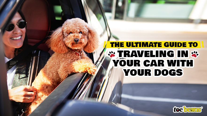 The Ultimate Guide to Traveling in Your Car with Your Dogs