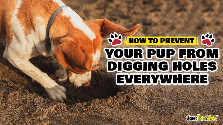 How to Prevent Your Pup from Digging Holes Everywhere