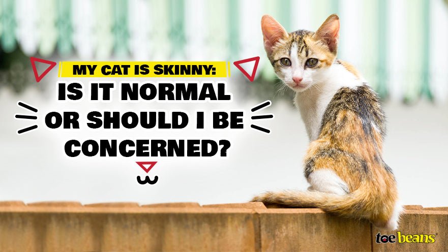 My Cat Is Skinny: Is It Normal or Should I Be Concerned?