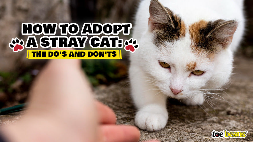 How to Adopt a Stray Cat: The Do's and Don'ts
