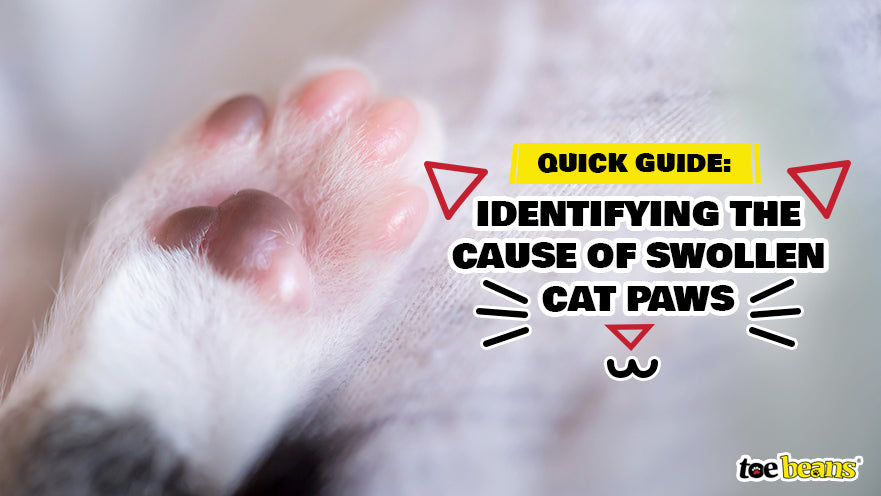 identifying the cause of swolen cat paws by toe beans