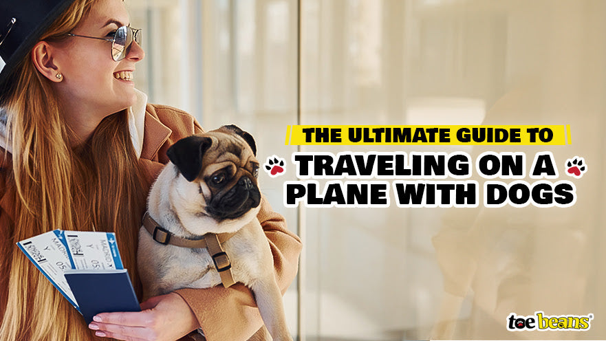 The Ultimate Guide to Traveling on a Plane with Dogs