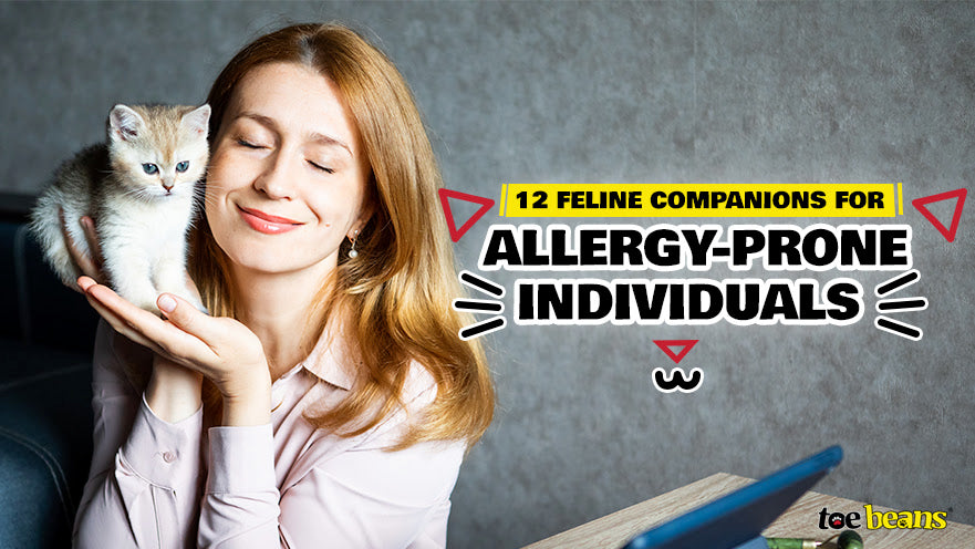 12 Feline Companions for Allergy-Prone Individuals
