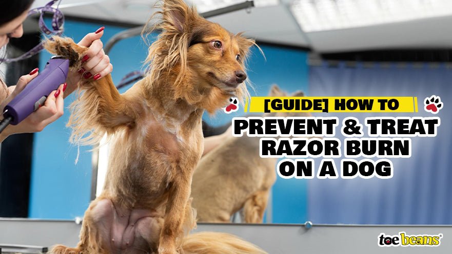 [Guide] How to Prevent and Treat Razor Burn on a Dog