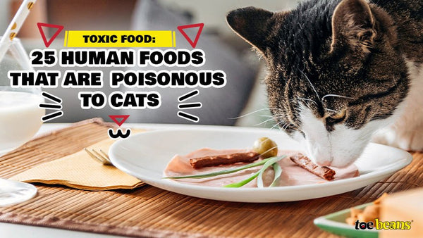 Toxic Food: 25 Human Foods That Are Poisonous to Cats - toe beans