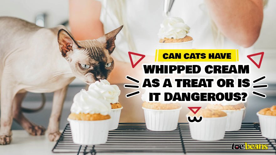 Is cream cheese bad hotsell for cats