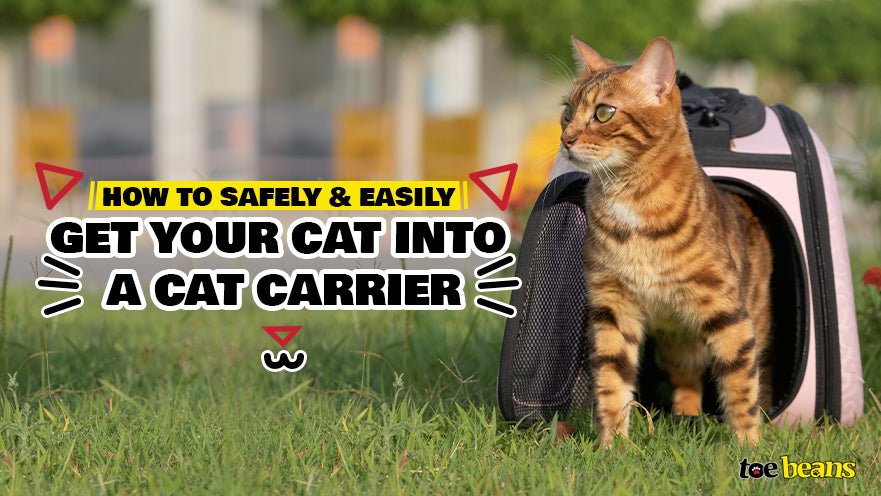 How to Travel Safely With Your Cat
