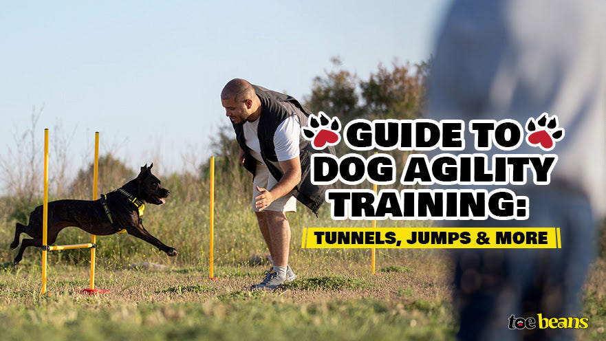 Guide to Dog Agility Training: Tunnels, Jumps & More