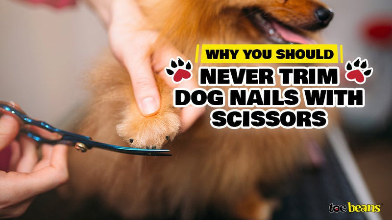 Why You Should Never Trim Dog Nails with Scissors - toe beans