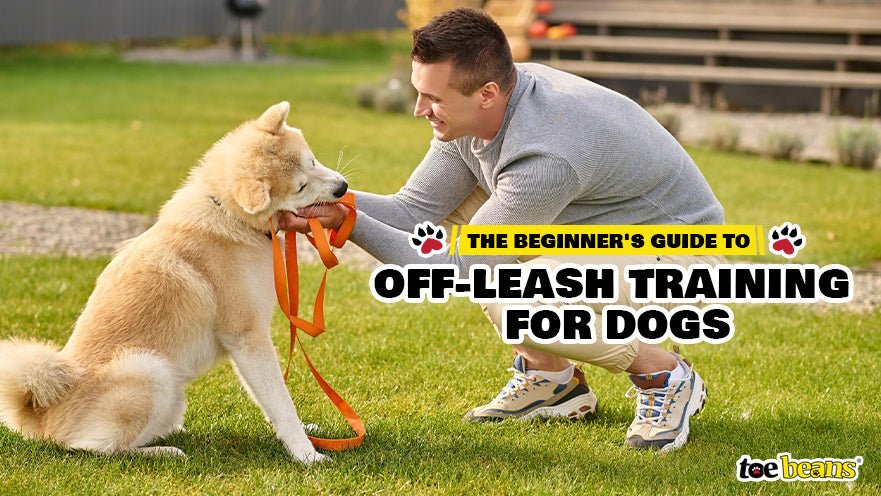 The Beginner s Guide to Off Leash Training for Dogs toe beans