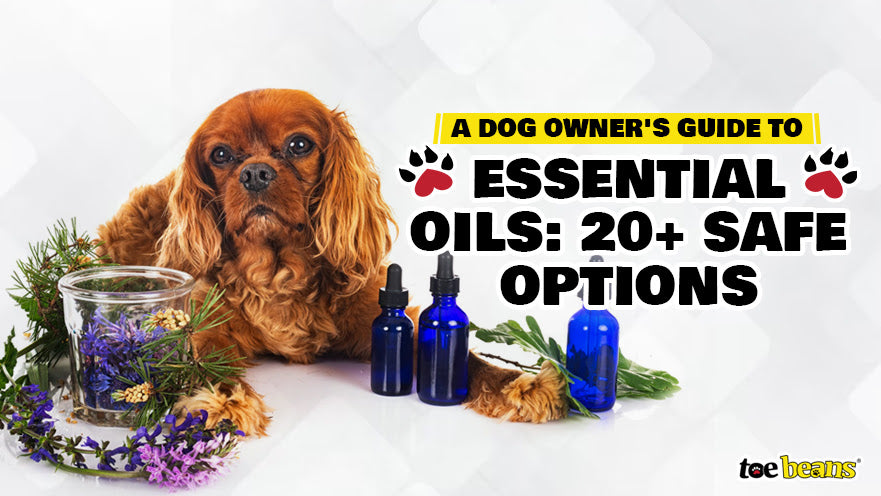 A Dog Owner's Guide to Essential Oils: 20+ Safe Options - toe beans