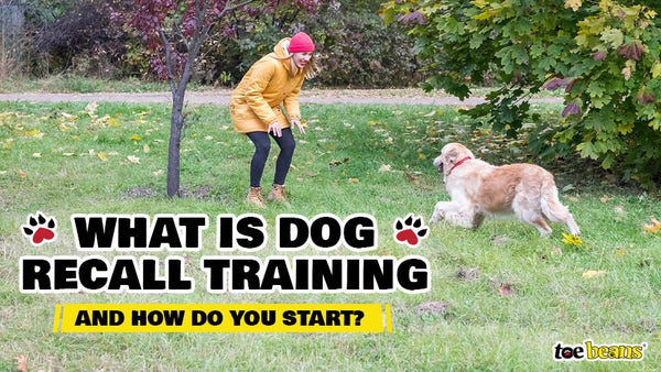 What Is Dog Recall Training And How Do You Start? - Toe Beans