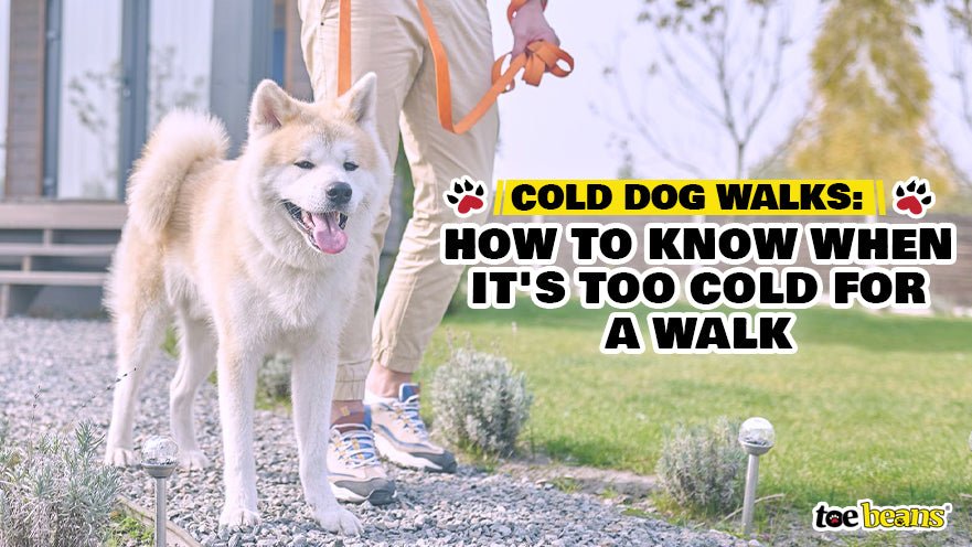 Too Cold To Walk Your Dog Outside? Try This Instead..