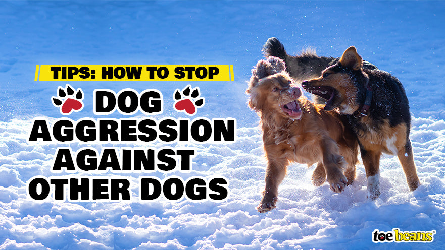 Stop dog aggression cheap to other dogs