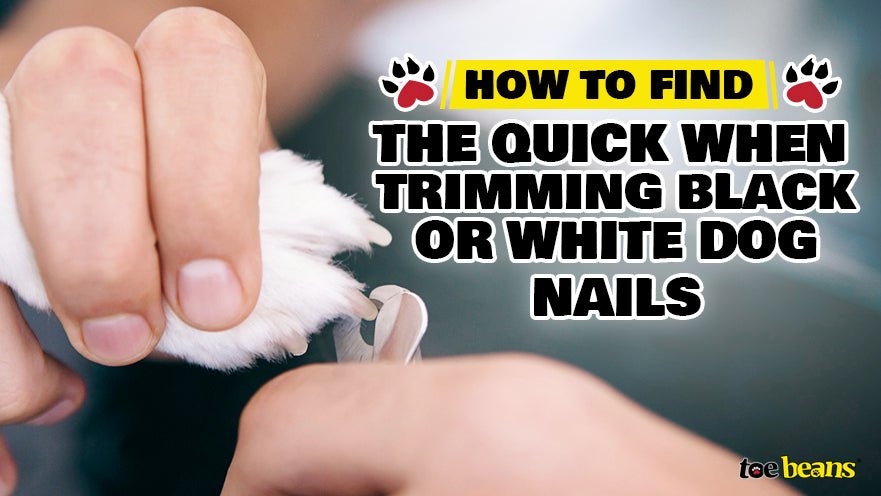 How to Find the Quick When Trimming Black or White Dog Nails