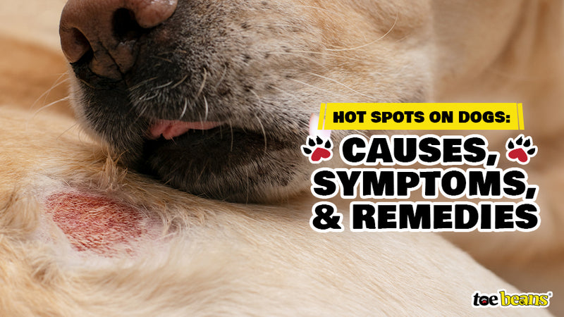 Hot Spots on Dogs: Causes, Symptoms, and Remedies - toe beans