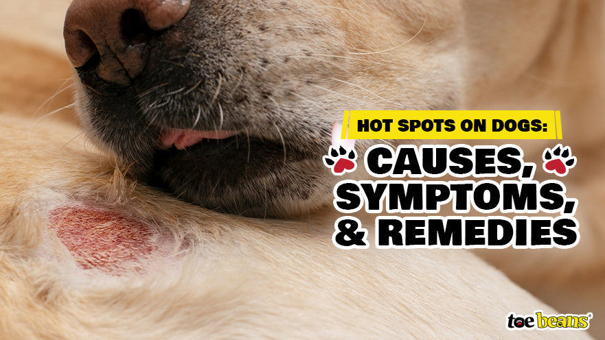 what can you put on dogs hot spots