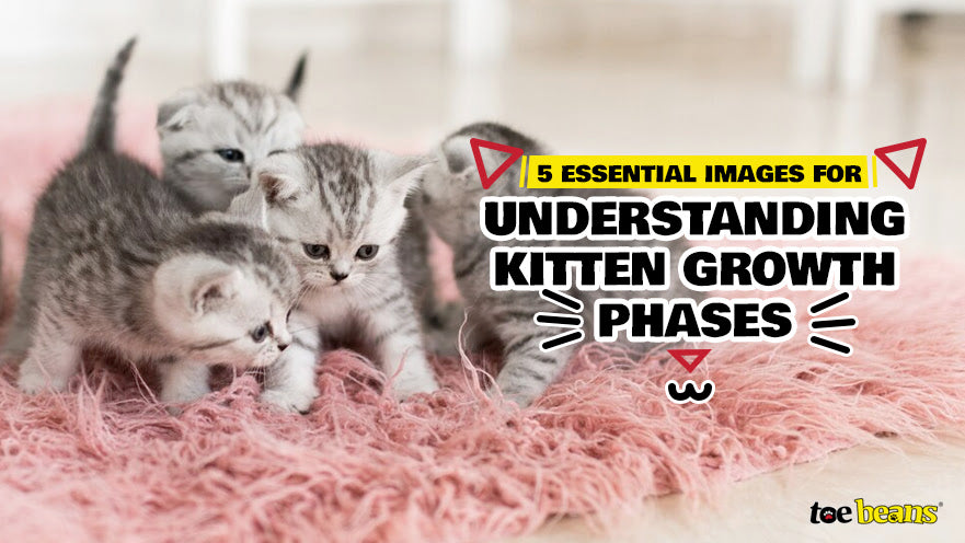 5 Essential Images for Understanding Kitten Growth Phases