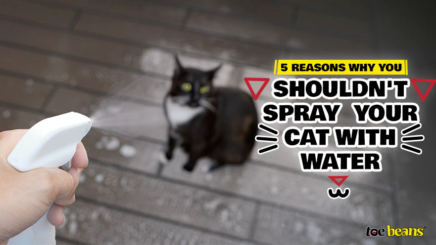 5 Reasons Why You Shouldn't Spray Your Cat with Water