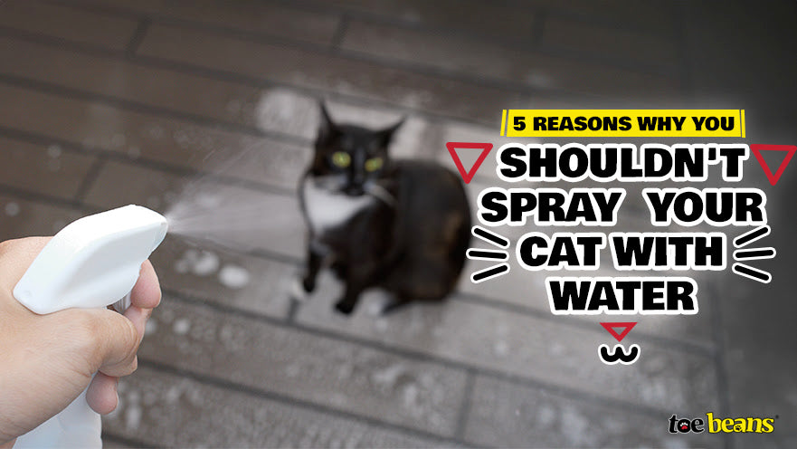 5 Reasons Why You Shouldn t Spray Your Cat with Water toe beans