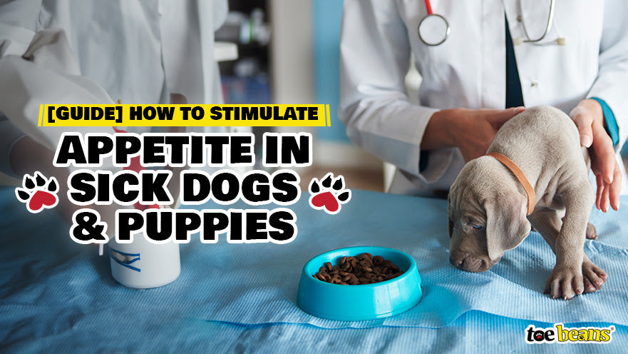 Guide How to Stimulate Appetite in Sick Dogs and Puppies toe beans