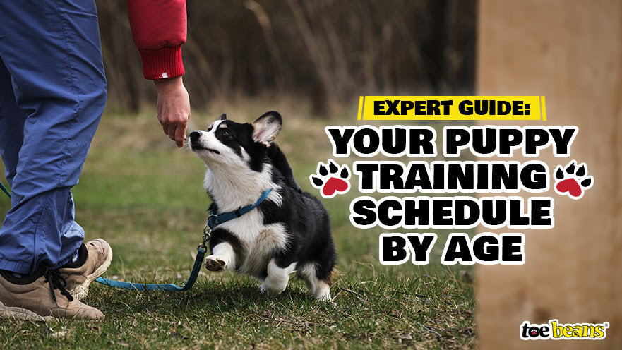 Expert Guide: Your Puppy Training Schedule by Age