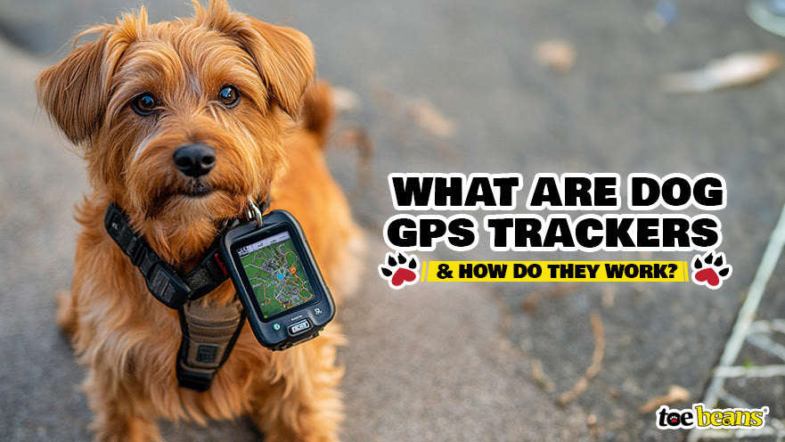 What Are Dog GPS Trackers and How Do They Work?