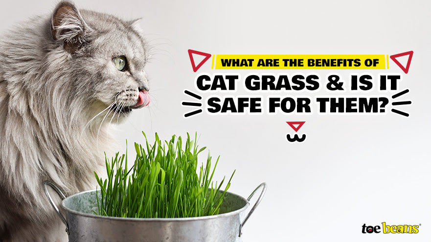 What Are the Benefits of Cat Grass and Is It Safe for Them?