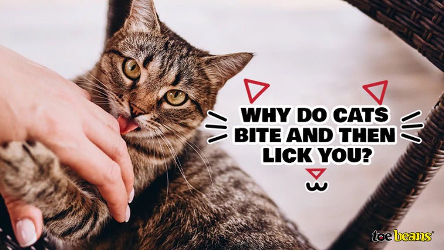 Why Do Cats Bite and Then Lick You? - toe beans