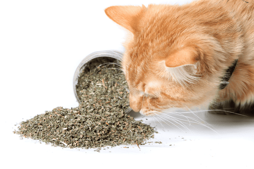 Catnip: How to Buy Non-Toxic Catnip for Cats