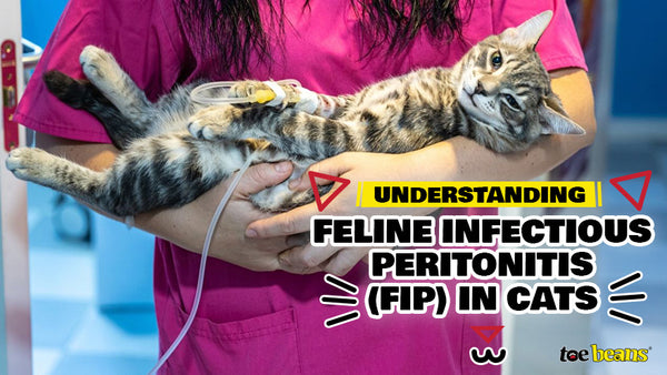 Understanding Feline Infectious Peritonitis (FIP) in Cats - toe beans