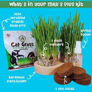 cat grass growing kit