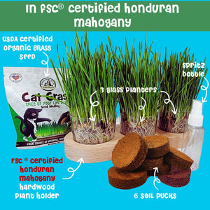 Cat grass in FSC certified mahogany planter ultimate kit