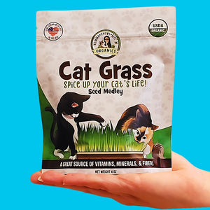 Cat grass seeds